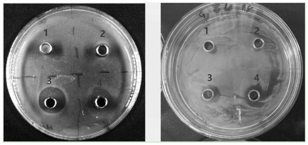 Bacillus subtilis and its application in bacterial agent and pig feed