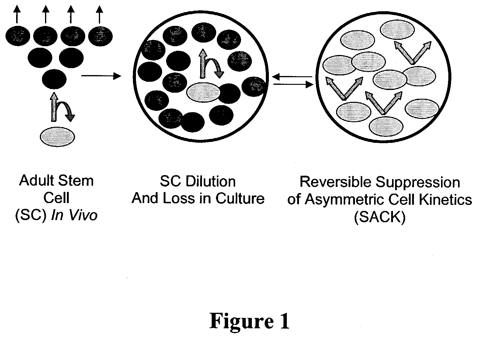 Hepatocyte precursor cell lines