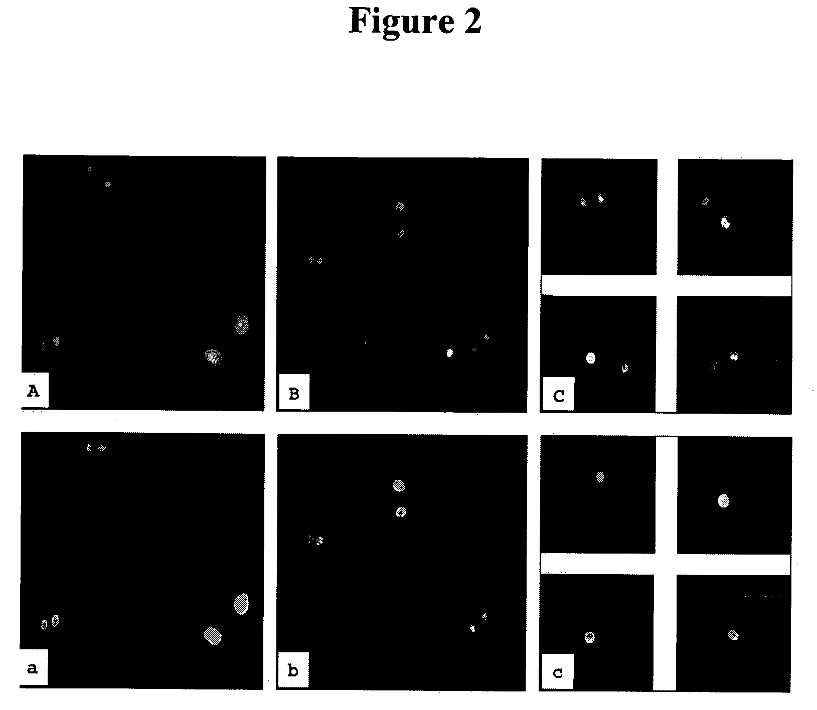 Hepatocyte precursor cell lines