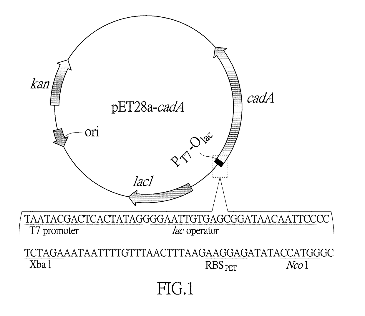 E. coli engineering bacteria producing 1,5-pentanediamine through whole cell catalysis and application thereof