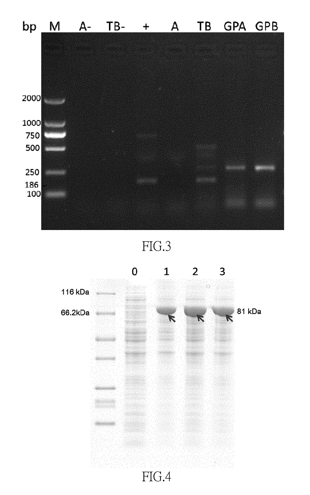 E. coli engineering bacteria producing 1,5-pentanediamine through whole cell catalysis and application thereof