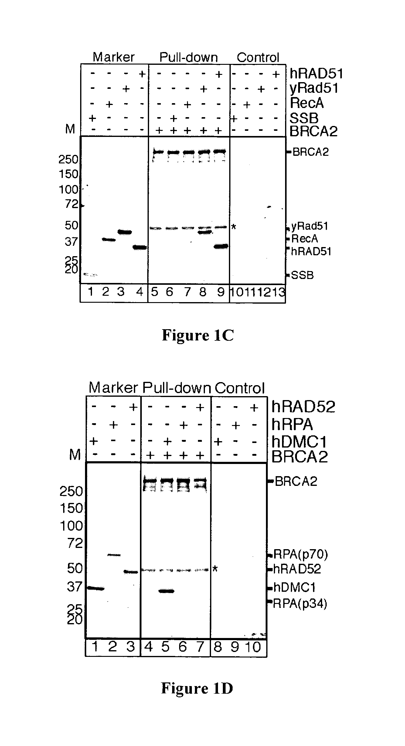 Expression and purification of fusion protein with multiple mbp tags