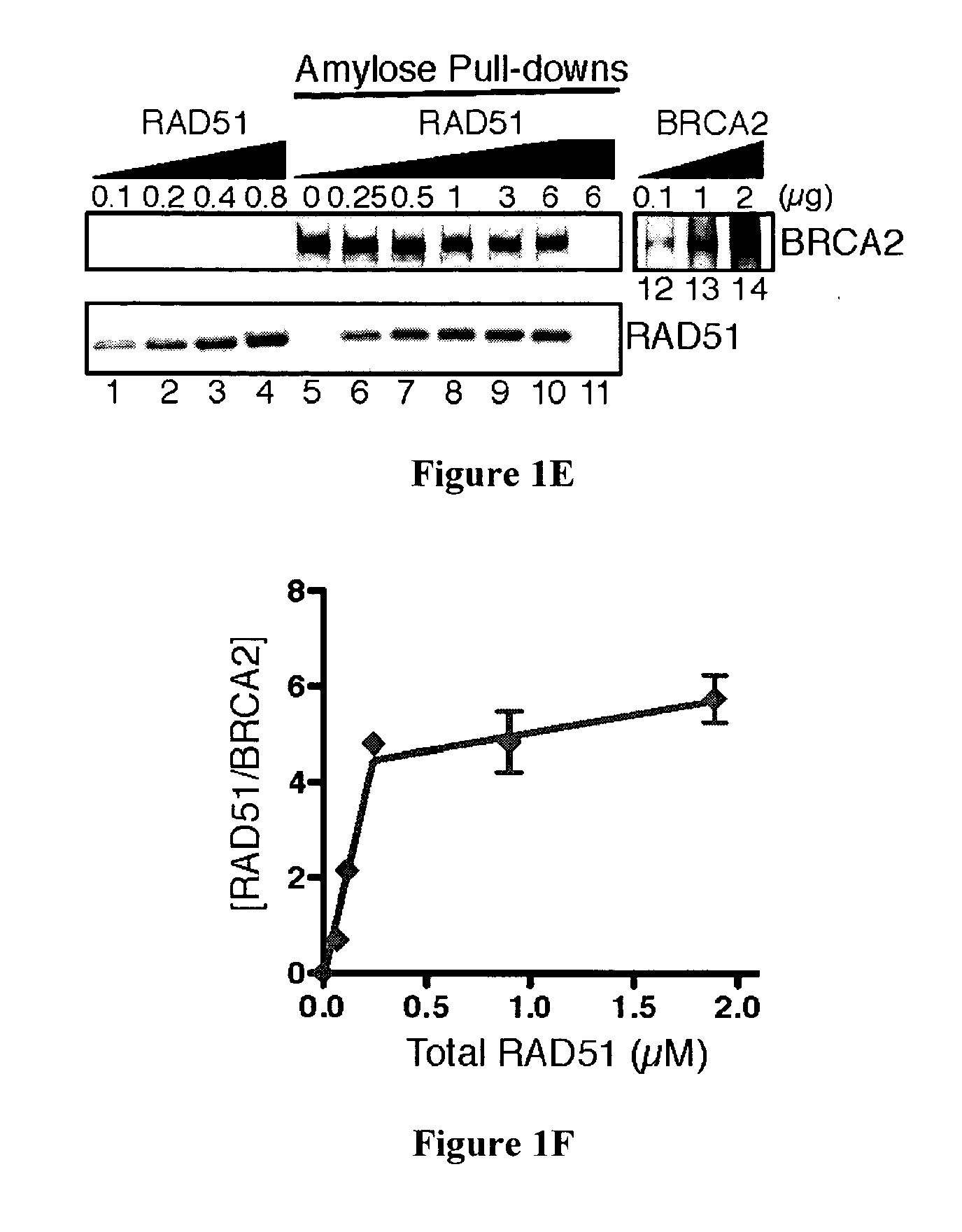 Expression and purification of fusion protein with multiple mbp tags