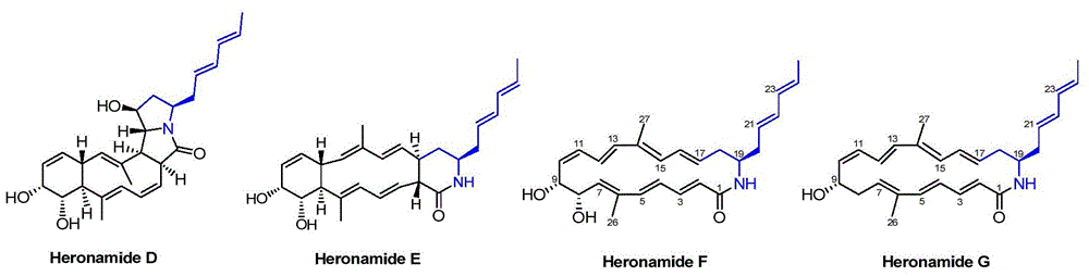 Biosynthetic gene cluster of big-ring lactam compound heronamides and application thereof