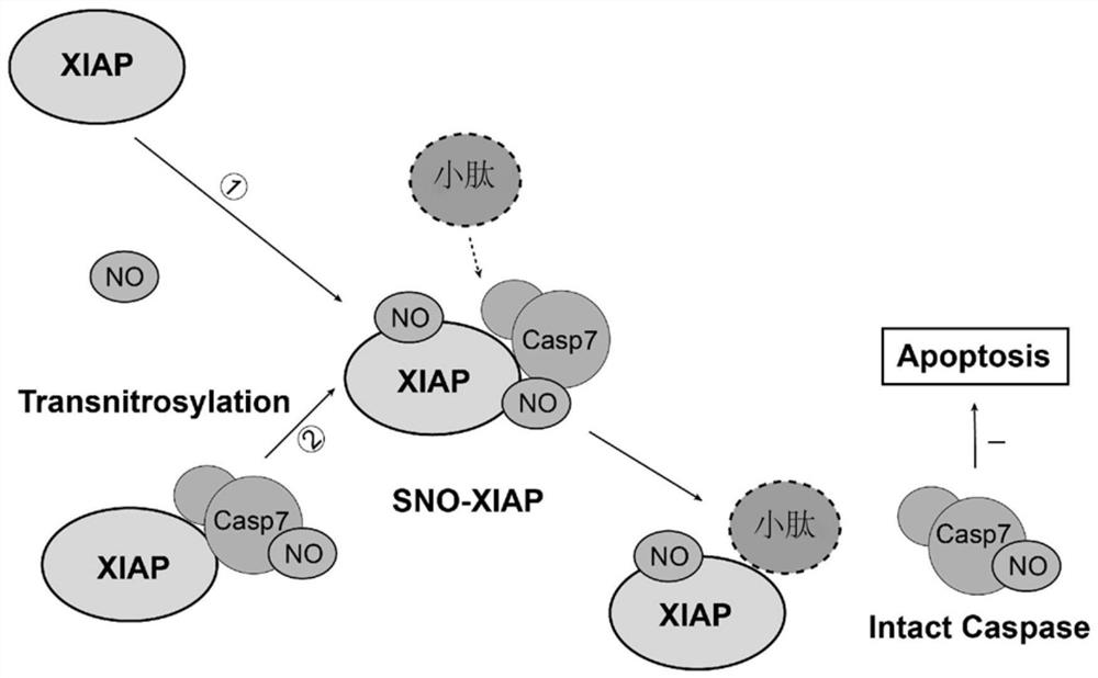 Small peptide tat-akpd for treating ischemic brain injury and its application