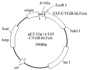 A kind of cytoglobin-human lactoferrin peptide fusion protein, gene and application