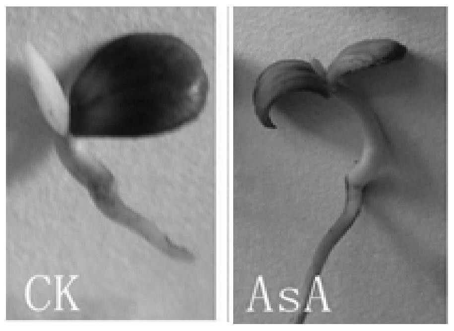 Application of Ascorbic Acid as Dormancy-Relief Accelerator in Breaking Seed Dormancy