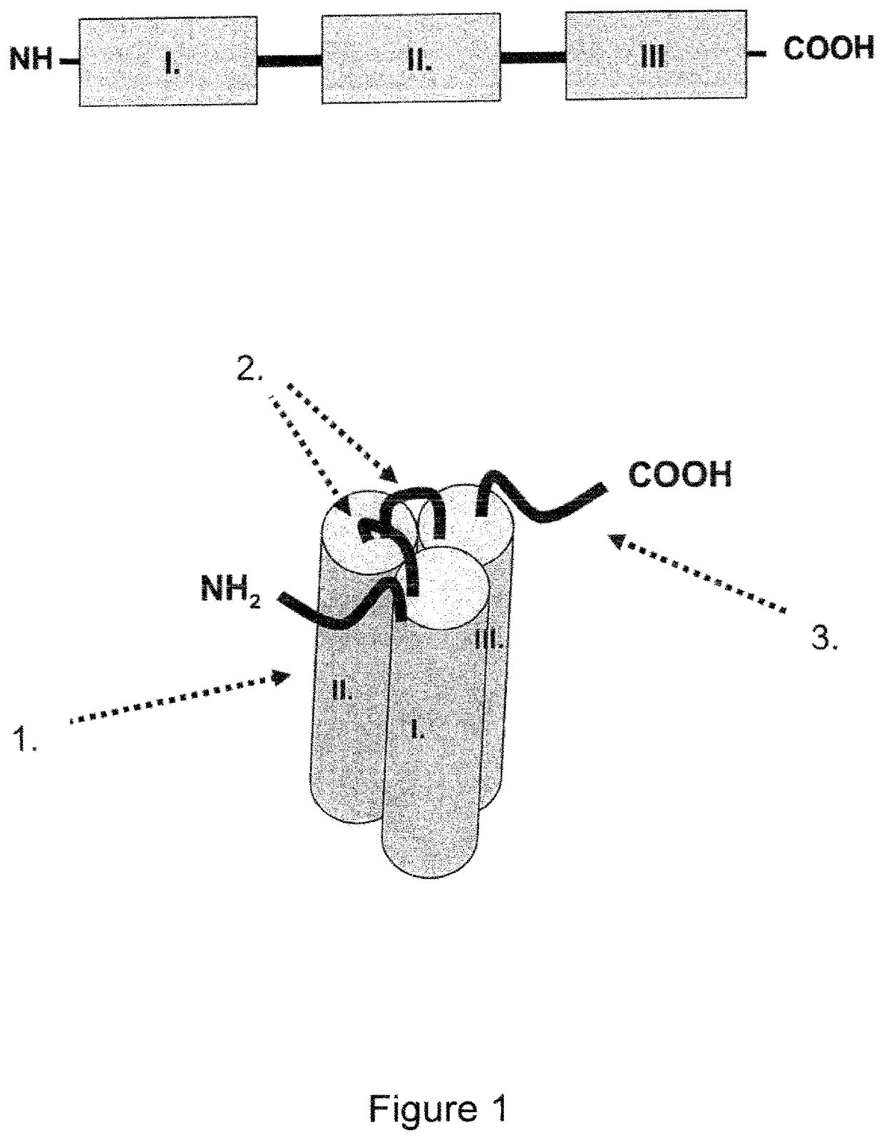 Single-chain CD137-receptor agonist proteins