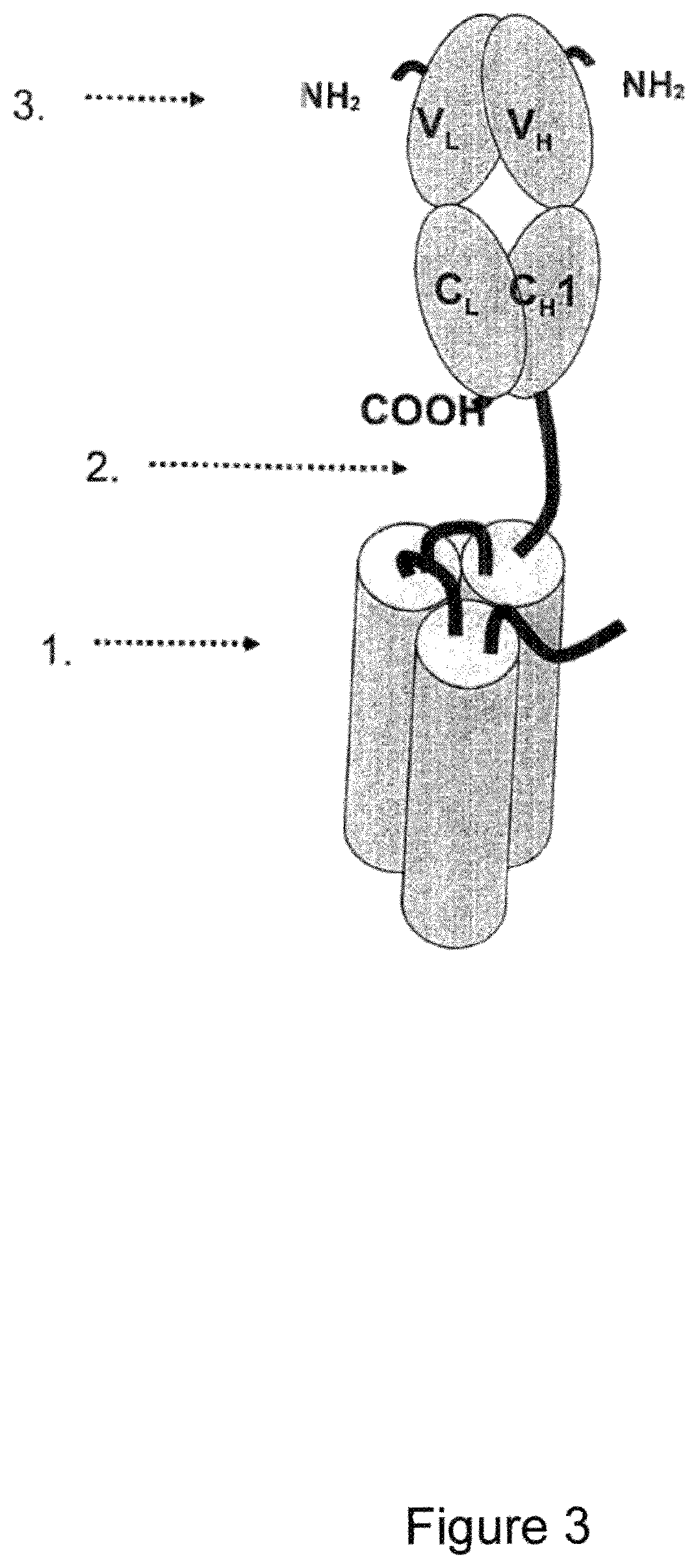 Single-chain CD137-receptor agonist proteins