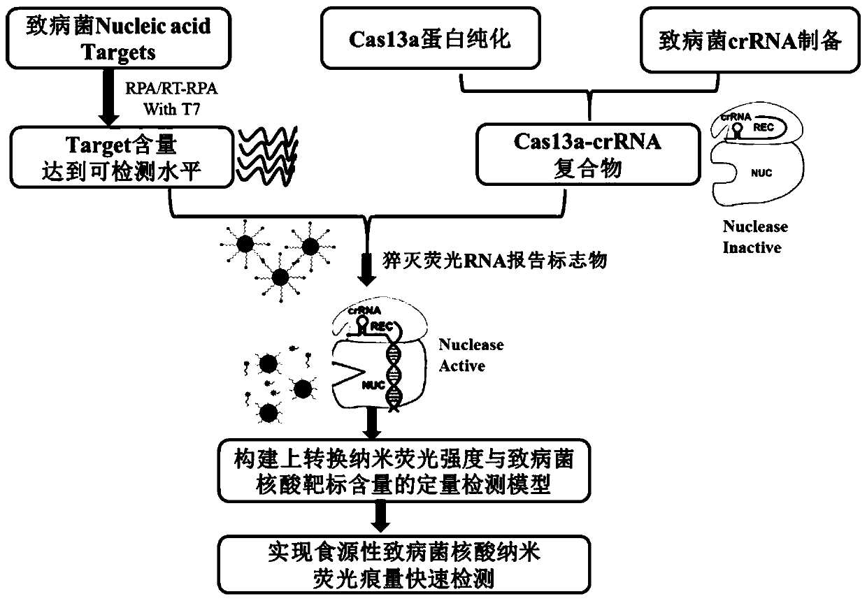 CRISPR/Cas13a based food-borne pathogenic bacterium nucleic acid nano fluorescence trace detection method