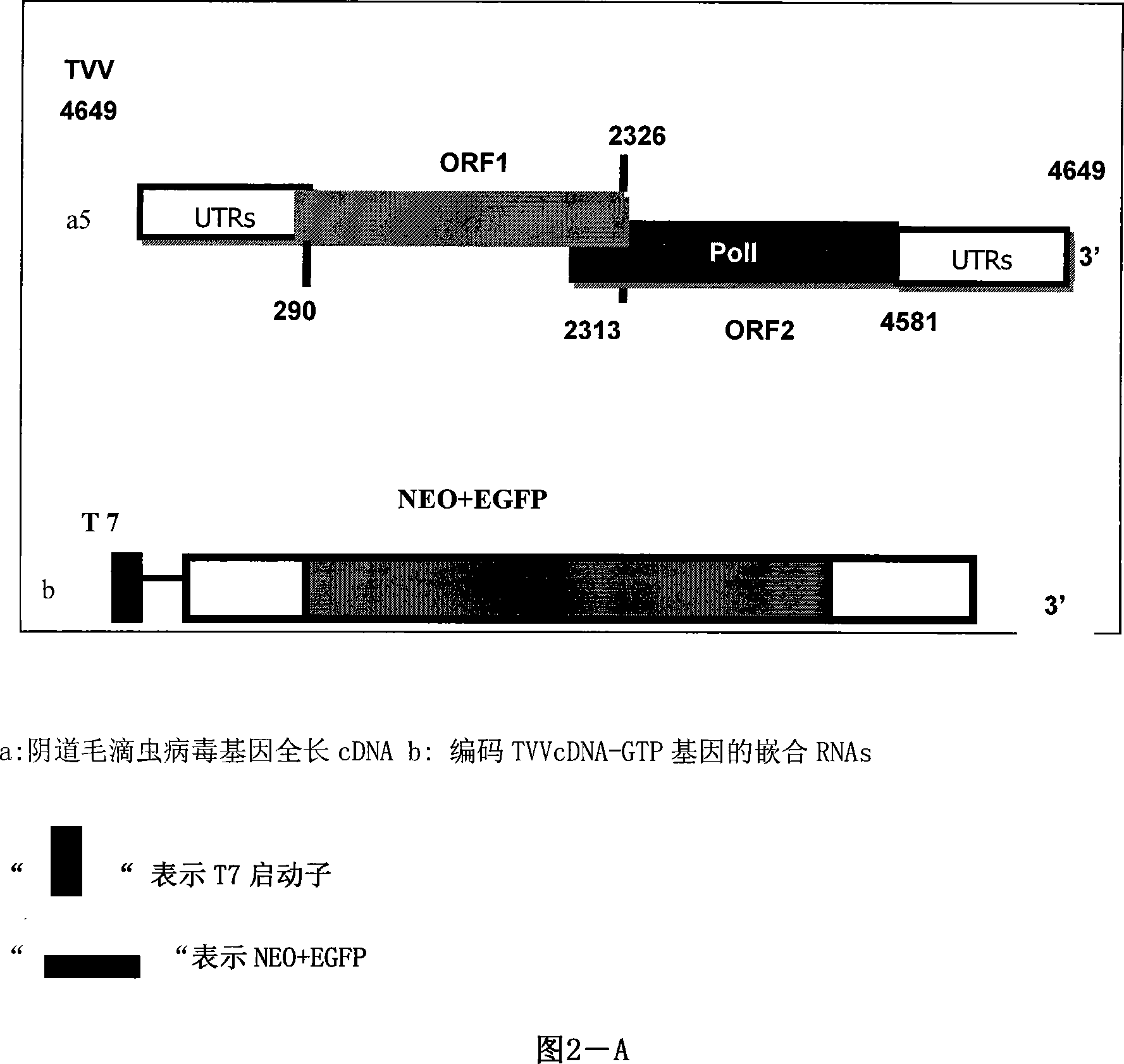 Transfection system for expressing exogenous gene in vagina trichmonad body