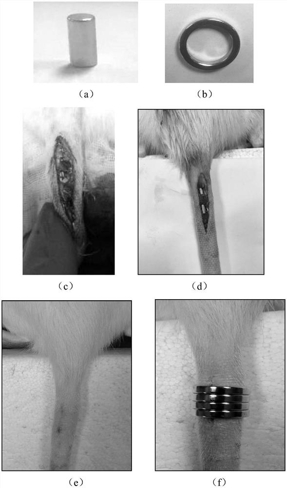 A rat model of cartilage degeneration-induced degeneration of annulus fibrosus and nucleus pulposus and its application