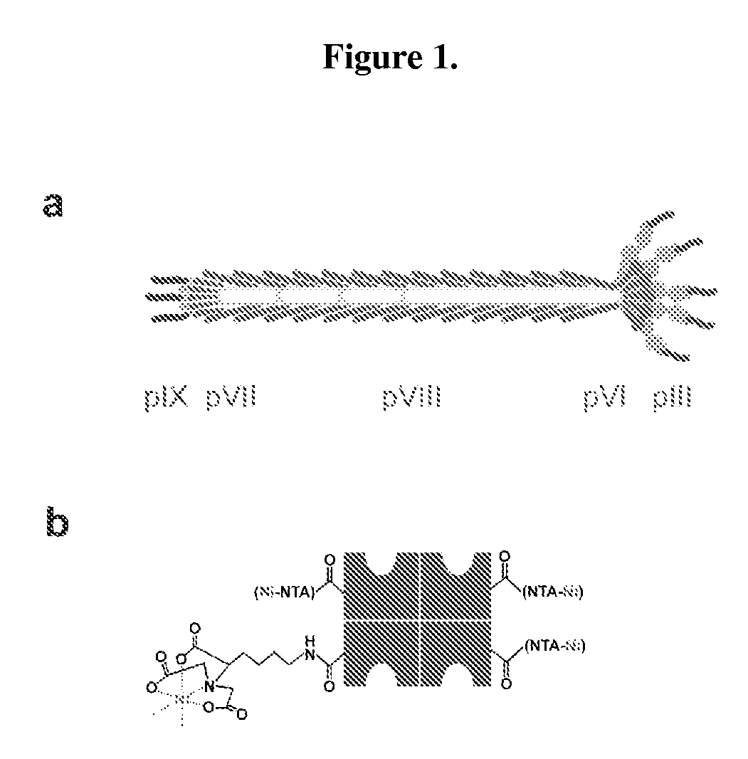 Multifunctional biomaterials as scaffolds for electronic, optical, magnetic, semiconducting, and biotechnological applications