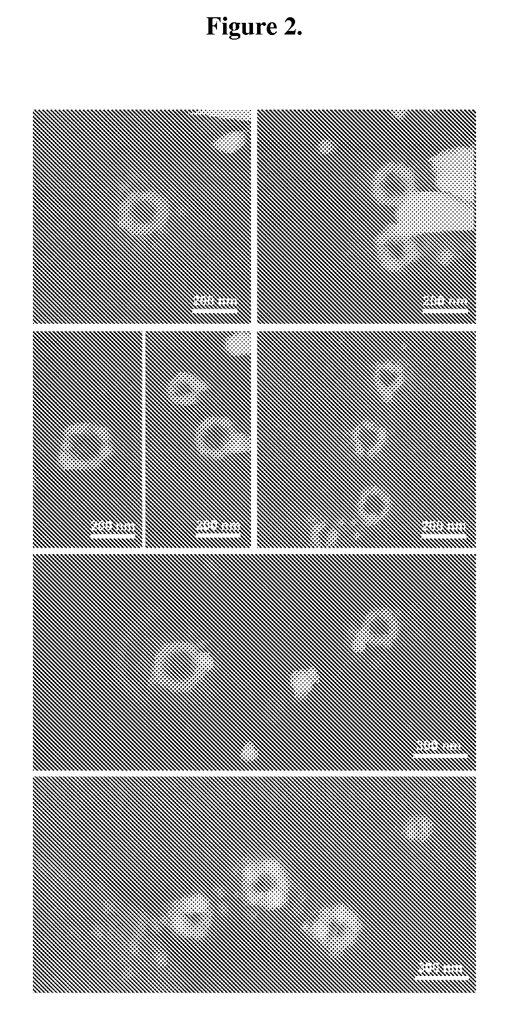 Multifunctional biomaterials as scaffolds for electronic, optical, magnetic, semiconducting, and biotechnological applications