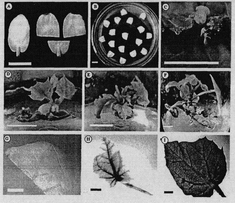 Agrobacterium-mediated jatropha curcas gene transformation method