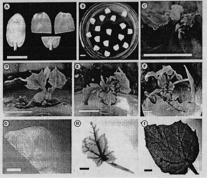 Agrobacterium-mediated jatropha curcas gene transformation method