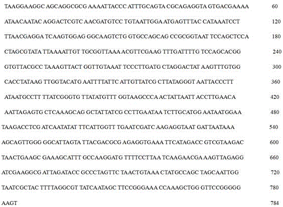 Specific gene of brown atrichopogon and molecular identification method of brown atrichopogon