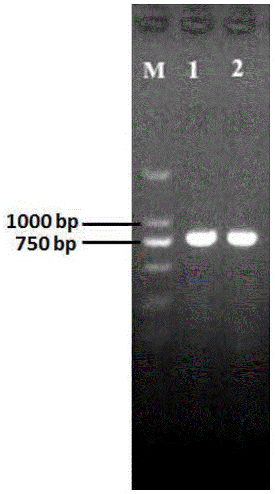 Specific gene of brown atrichopogon and molecular identification method of brown atrichopogon