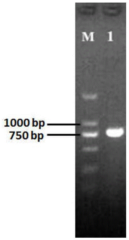Specific gene of brown atrichopogon and molecular identification method of brown atrichopogon