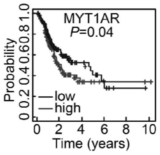 Human PKMYT1AR gene and application thereof