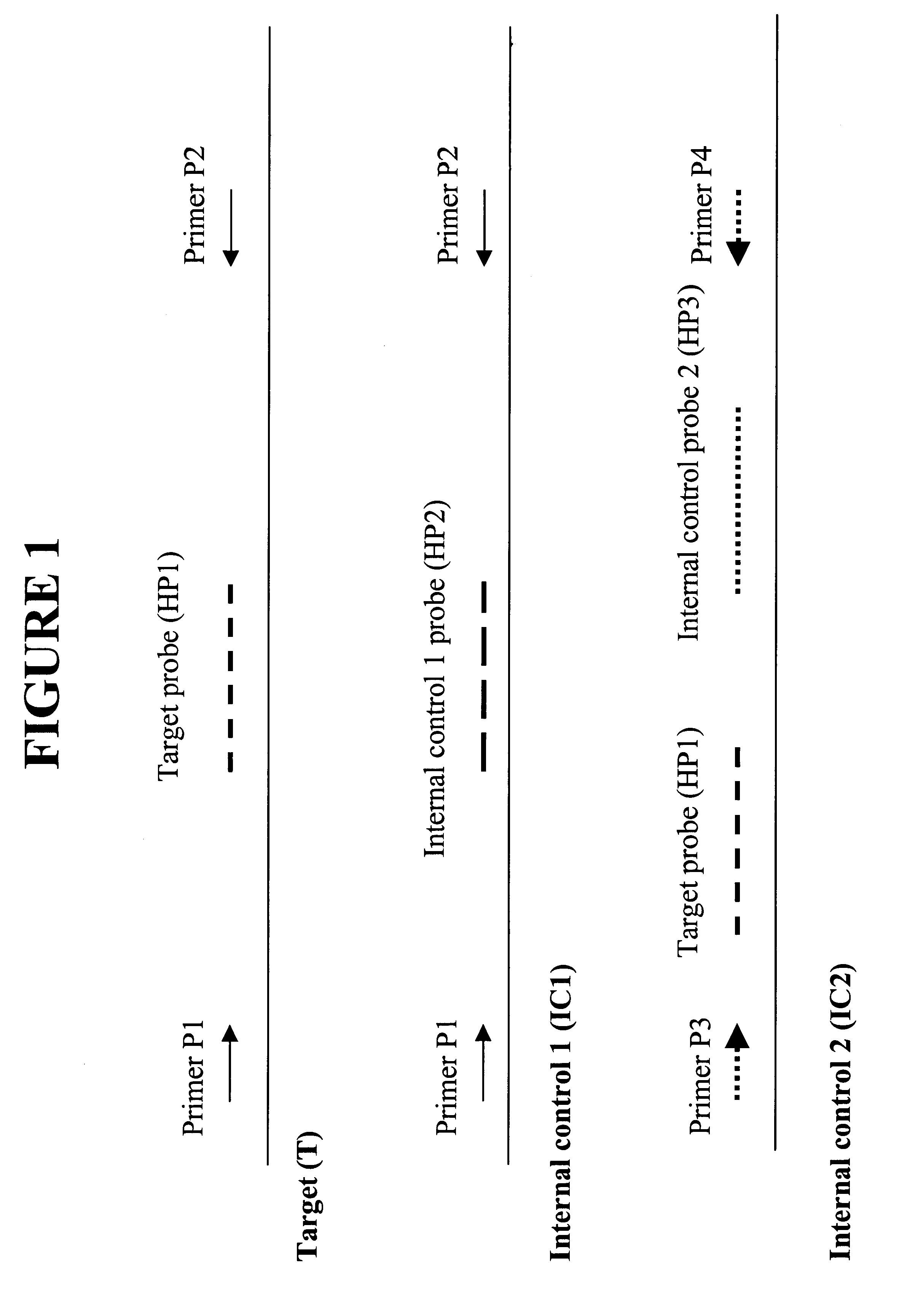 Compositions and methods enabling a totally internally controlled amplification reaction