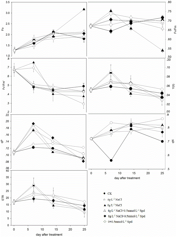 Method for researching influence of polyamine on ilex verticillata chlorophyll fluorescence characteristic under salt stress