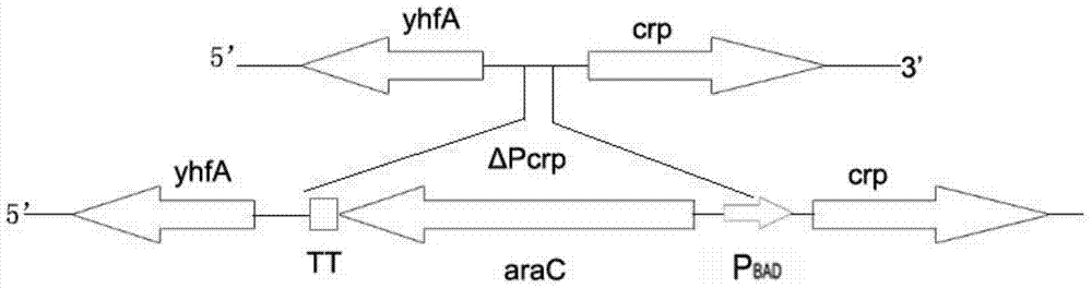 A method for constructing a gene regulation delayed attenuation and improved expression of exogenous antigen Salmonella choleraesuis vector