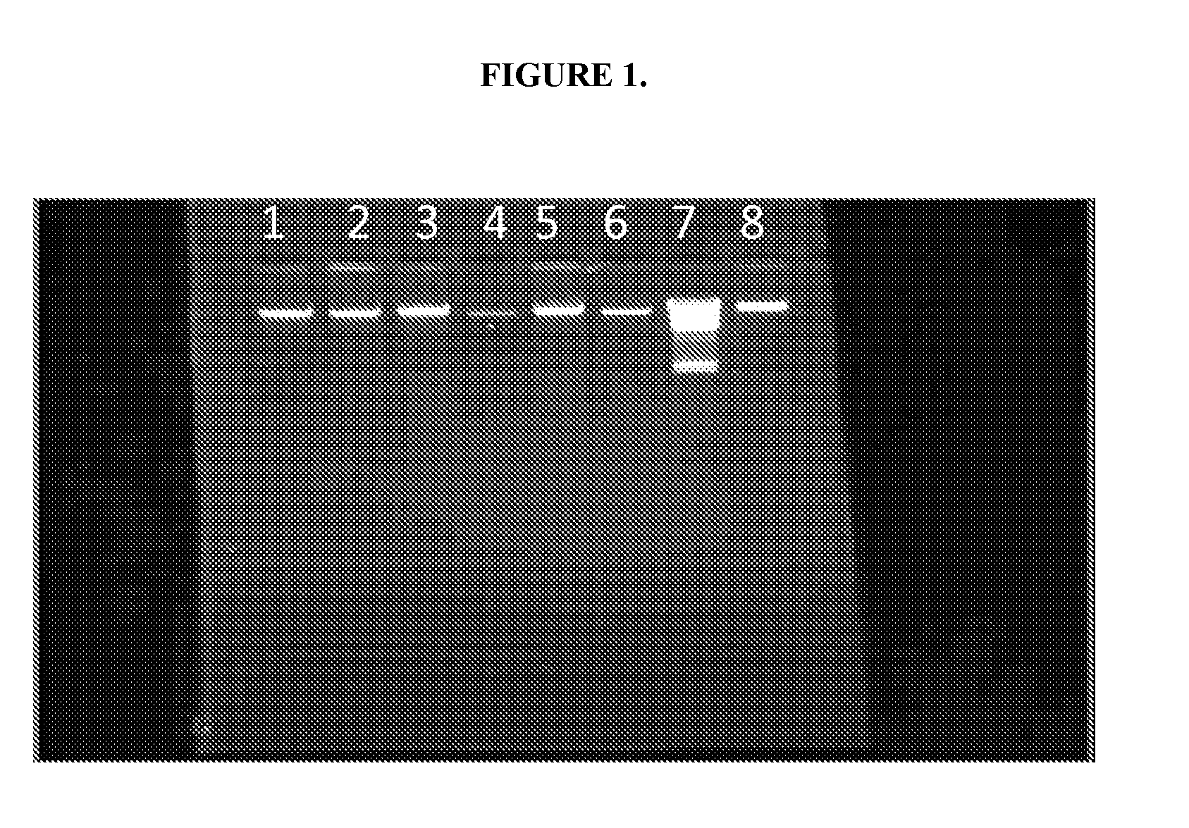 Method for nucleic acids isolation