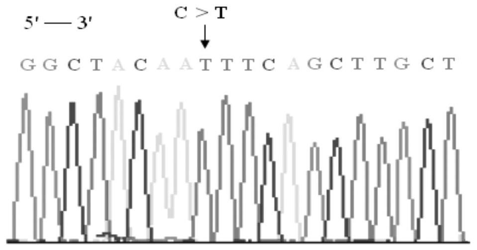 A rhd blood group gene rhd993c&gt;t allele and its application