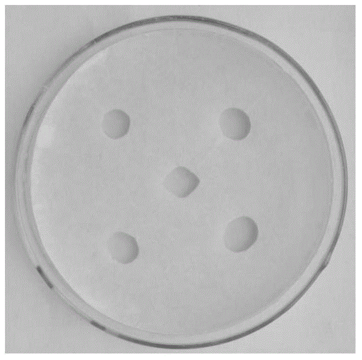 Manufacturing method of dry preserved specimen of hyphomycetes culture