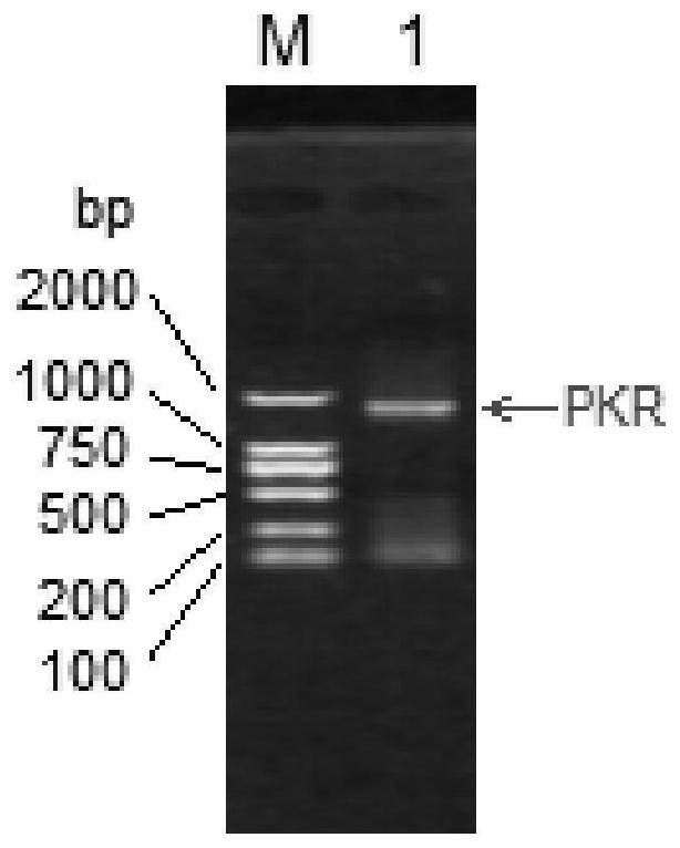 A marc-145 cell line that knocks down pkr