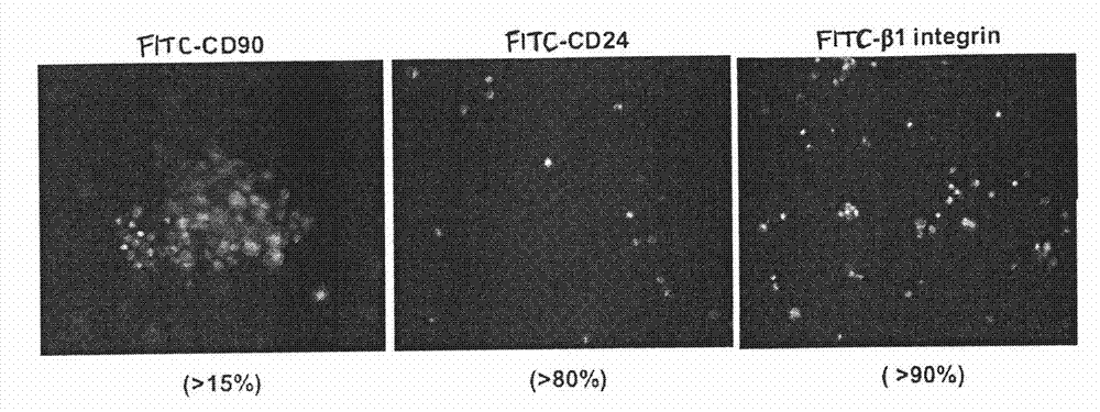 Method for inducing and acclimating epidermal stem cells into nerve cells