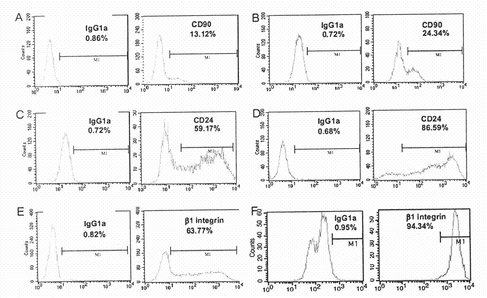 Method for inducing and acclimating epidermal stem cells into nerve cells