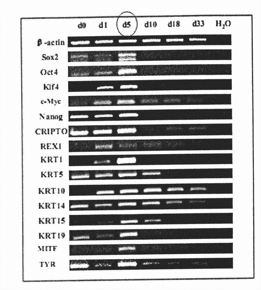 Method for inducing and acclimating epidermal stem cells into nerve cells