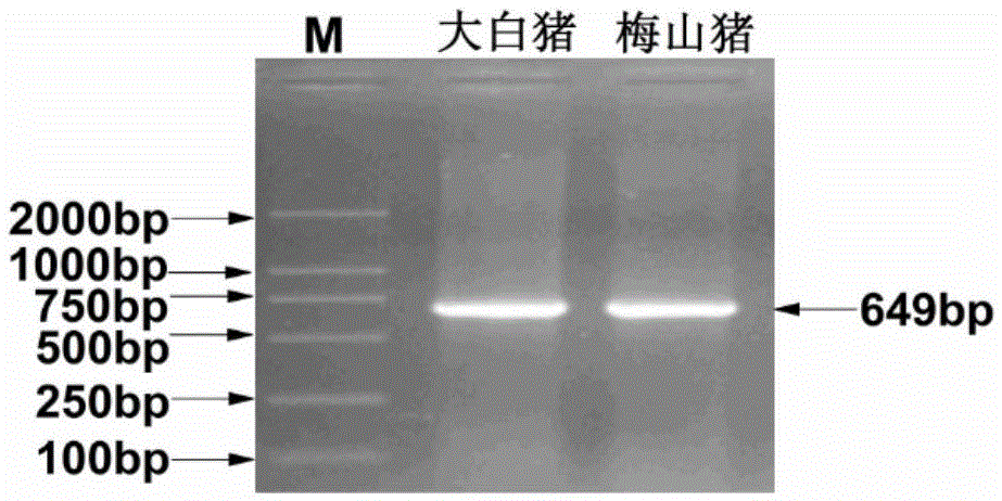 Genetic marker related to porcine semen quality traits and application
