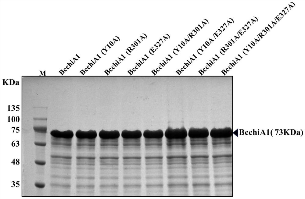 Construction of recombinant bacterium capable of efficiently expressing chitinase and screening of mutant with high enzyme activity