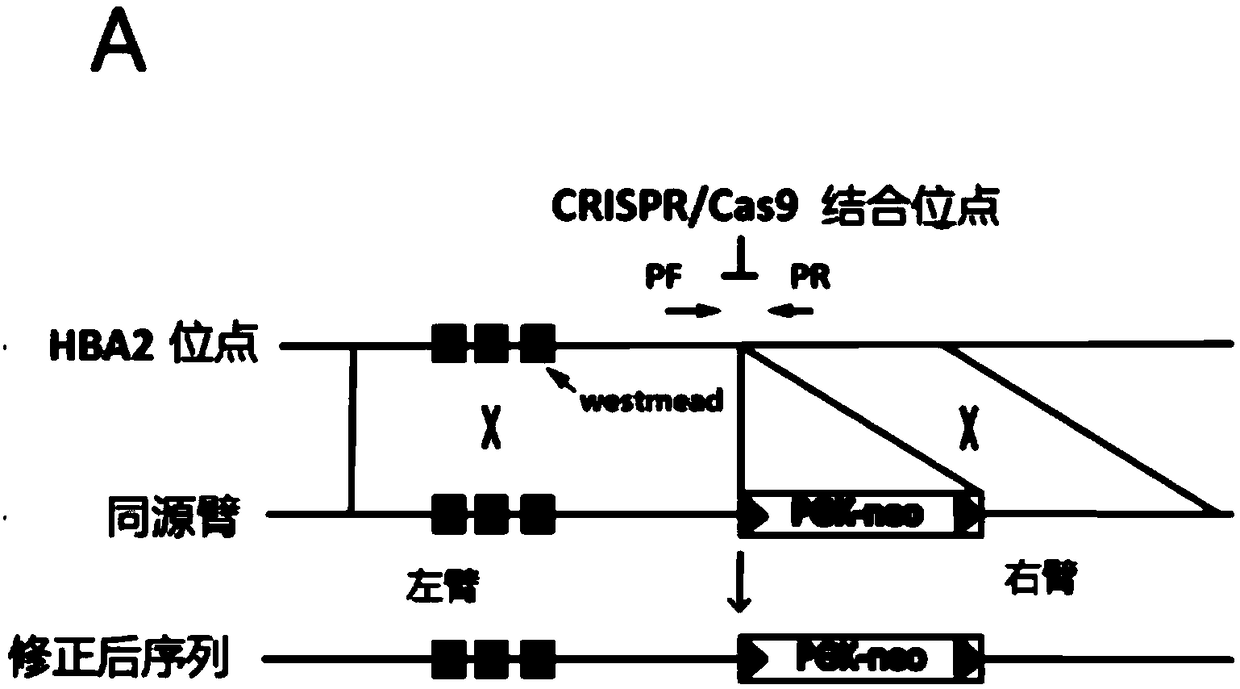 Method for effectively repairing Westmead mutation of thalassemia and application