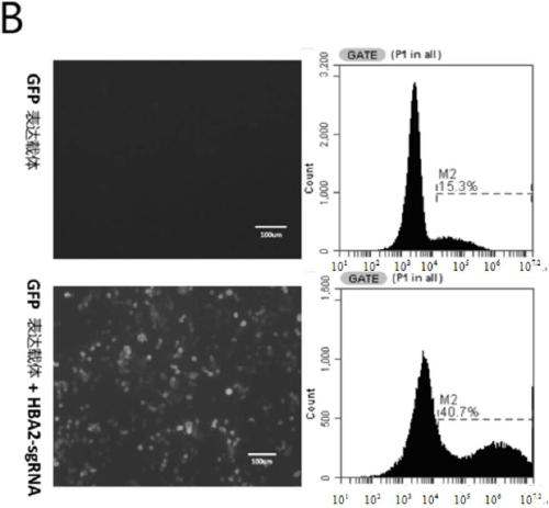 Method for effectively repairing Westmead mutation of thalassemia and application