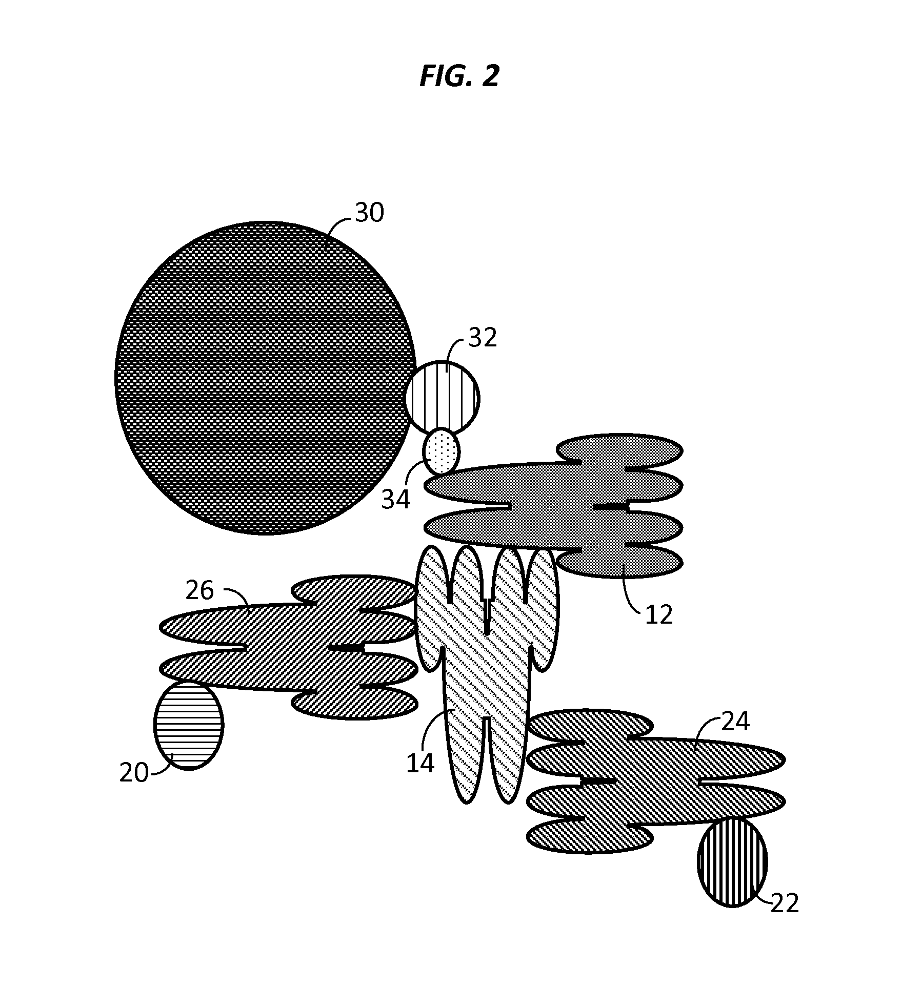 Compositions, systems and methods that detect and/or remove cross-reactive antibodies from a biological sample