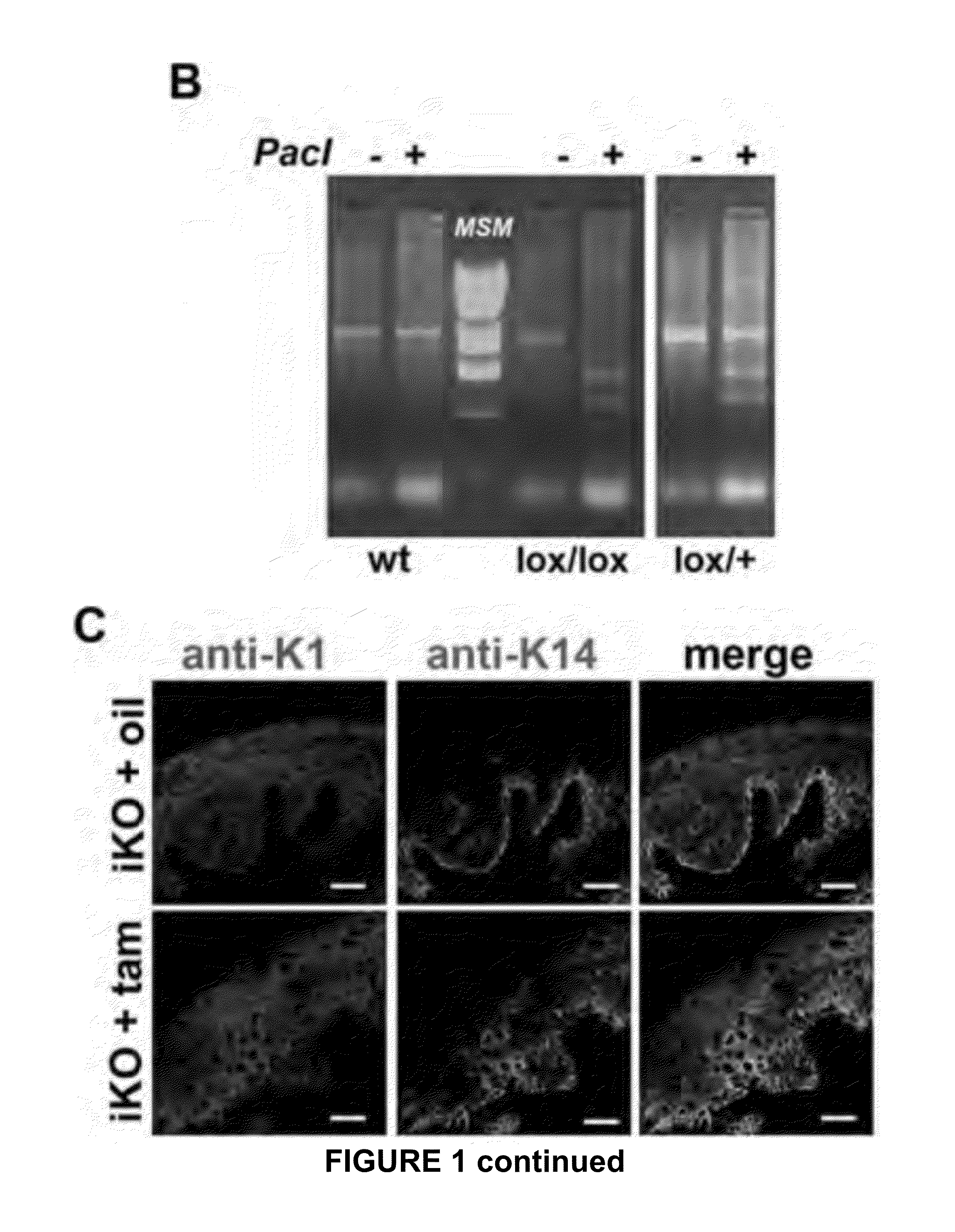 Trpa1 and trpv4 inhibitors and methods of using the same for organ-specific inflammation and itch