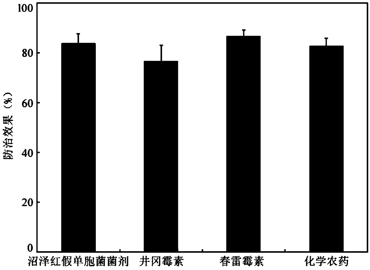 Application of Rhodopseudomonas palustris microbial agent in prevention and control of false smut