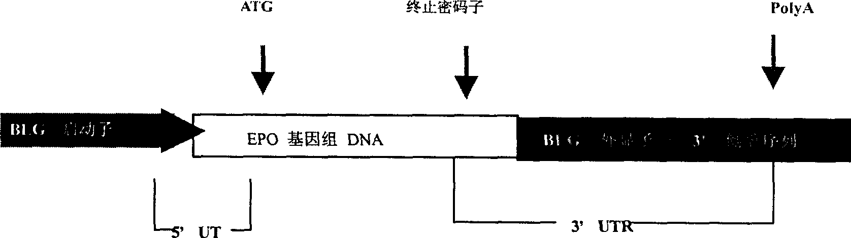 Method of producing human forcing erythrogenin using transgene animal mammary gland