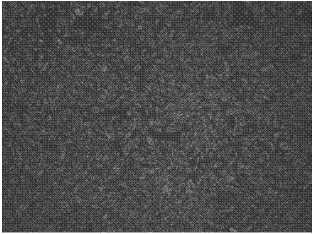 animal fusion recombinant interferon