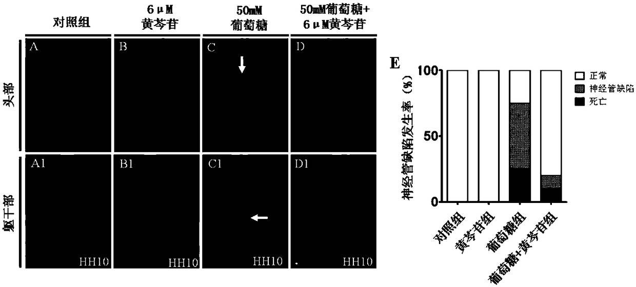 Application of baicalin in preparation of drug for treating fetal neural tube defect caused by gestational diabetes mellitus