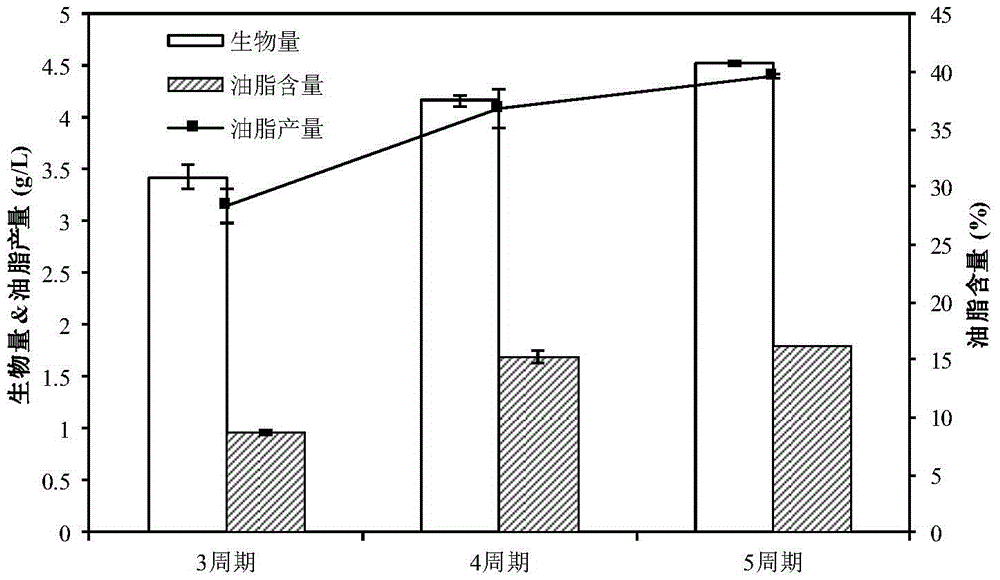 Method for producing acid by fermenting excess sludge and synthesizing microbial oil