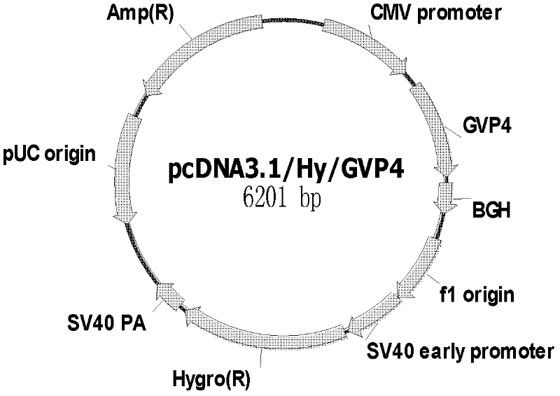 Vector for mediating high-efficiency expression of exogenous gene in cells of mammal and use thereof