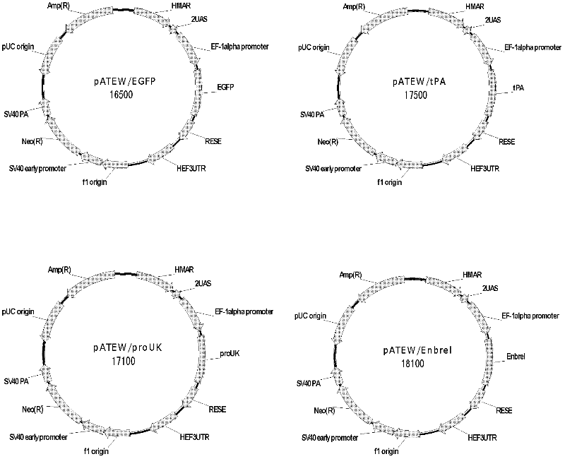 Vector for mediating high-efficiency expression of exogenous gene in cells of mammal and use thereof