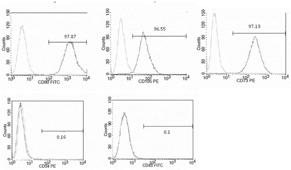 Method for improving proliferation ability and performance of umbilical cord blood OECs (outgrowth endothelial cells)