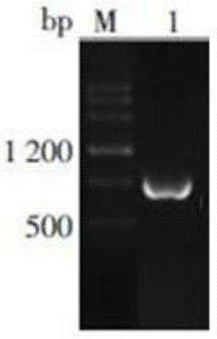 Babesia mocroti Bm7 recombinant antigenic protein, preparation method and purpose thereof