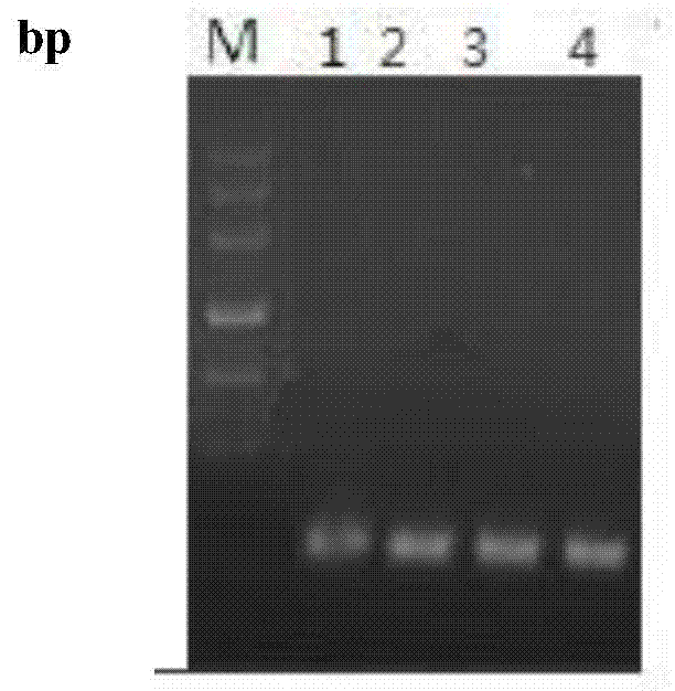 Babesia mocroti Bm7 recombinant antigenic protein, preparation method and purpose thereof